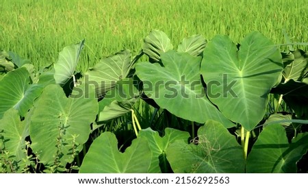 Bright leaves of the taro fields with rice field the background. Background of green Elephant Ear leaves. Royalty-Free Stock Photo #2156292563