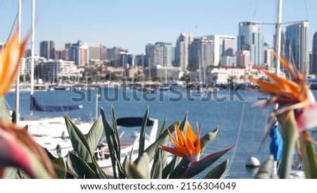 Yachts in marina and downtown city skyline, San Diego cityscape, California coast, USA. Highrise skyscrapers by bay, waterfront harborside promenade. Urban architecture by harbor. Strelitzia flowers.