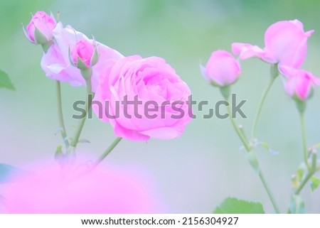 Beautiful roses photographed in Japan.