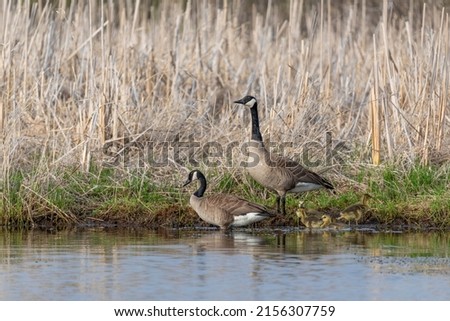 Canadian geese (Branta canadensis) with goslings in state conservation area