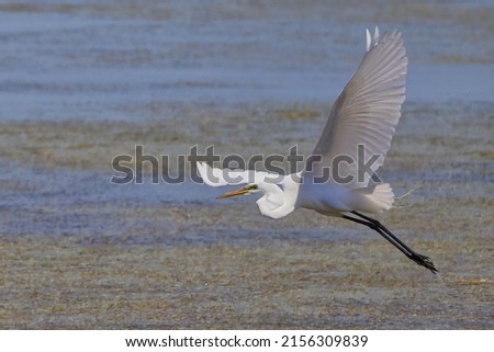 A closeup of the great egret, Ardea alba flying above the water surface  Selected focus  Royalty-Free Stock Photo #2156309839