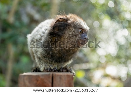Portrait of the Black-tufted marmoset also know as Mico-estrela or sagui. It is a typical monkey from central Brazil. Species Callithrix penicillata. Animal lover. Wildlife.