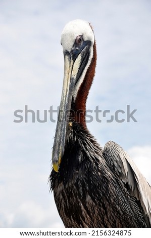 A pelican poses for the photographer, Florida
