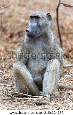 Large male baboon sitting and staring Kruger NP South Africa