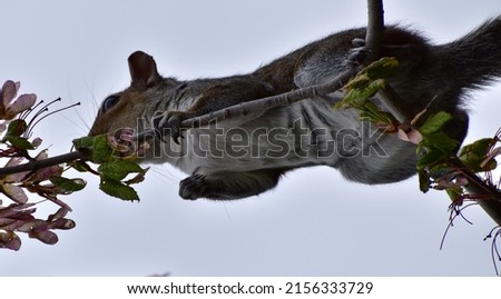 Grey Squirrel feeding in a tree