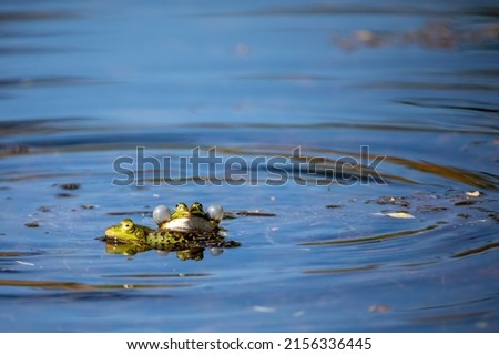 mating frogs (Pelophylax esculentus) at a pond