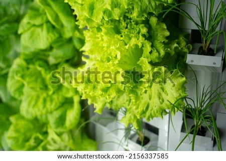a picture of organic lettuce