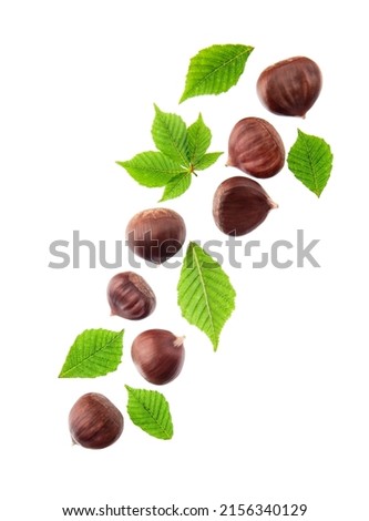 Falling chestnuts horse with leaves on white backgrounds.  Autumn harvest. Royalty-Free Stock Photo #2156340129