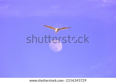 Seagull and full moon in sky 