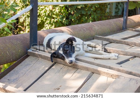 One recumbent dog on wood bridge