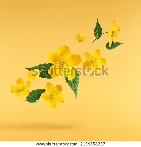 A beautiful image of sping yellow flowers flying in the air on the pastel yellow background. Levitation conception. High resolution image