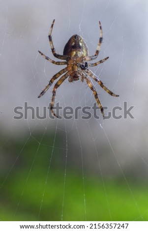 garden spider.
spider macro photo. spider closeup image. spider on the web closeup photos. 