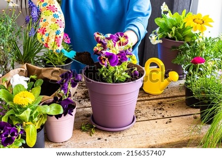 Spring decoration of a home balcony or terrace with flowers, woman transplanting a flowers pansies into a clay pot, home gardening and hobbies, biophilic design