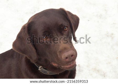 Dog Labrador Retriever in collar looks at camera on light background