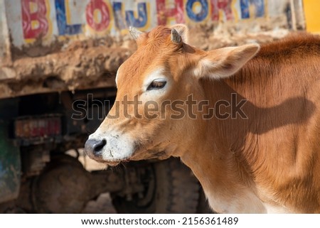 indian cow face closeup photos with blur background