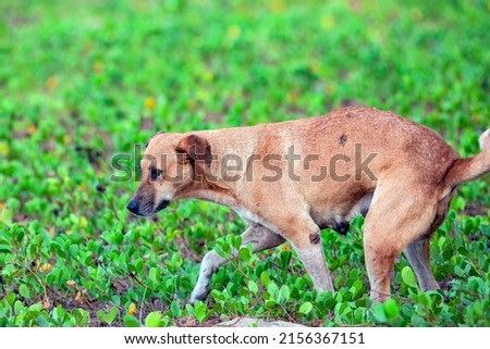 A stray dog in search of food on the coast of GOA, India.