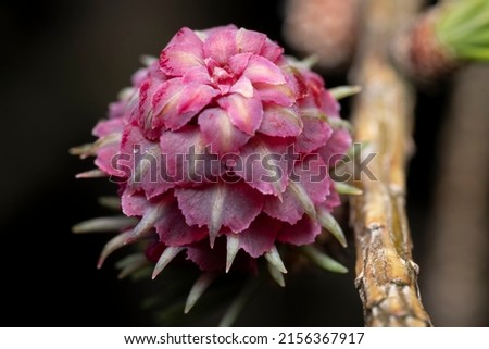 Red blooming cone of european larchtree (Larix decidua) on a branch with fresh green needles at spring, isolated on a black background, high-resolution close-up image