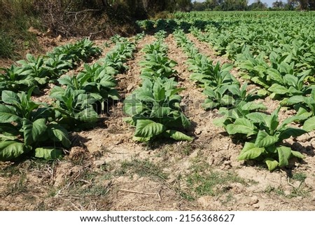 Blur background Green field tobacco. Tobacco plantation in Thailand.                                    