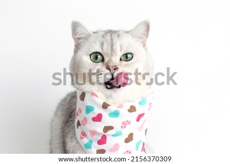A adorable white cat, licks its muzzle with its tongue, sits on a white background with a bib in hearts. Royalty-Free Stock Photo #2156370309