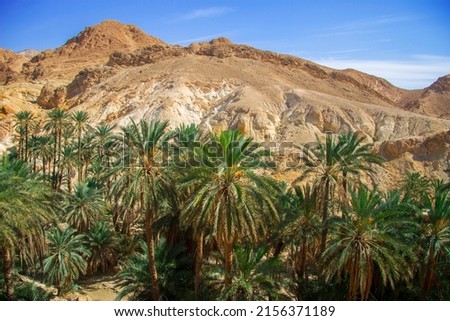 Date palm tree with date fruits against desert mountains and blue sky with white clouds in oasis