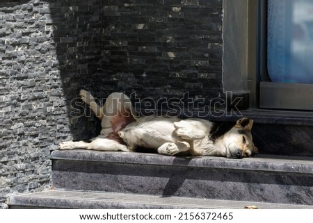 A stray dog sleeps carefree on the steps of a house in the city of Vlorе, Albania Royalty-Free Stock Photo #2156372465