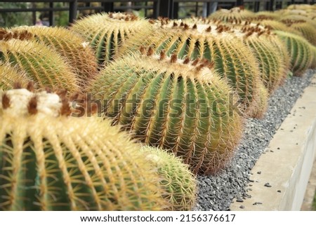 Cactus, Echinocactus grusonii, planted in a row.