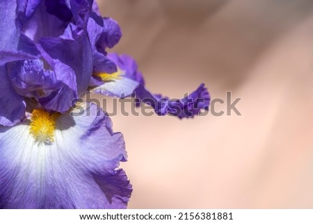 Bearded iris with purple petals on peach background. Underlined texture of petals. Close-up, copy space. Iris germanica - L. Purple flower on peach background. Floriculture, spring, beauty in nature .