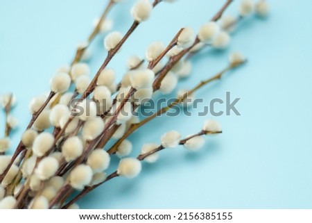 Pussy willow branches on blue background. Concept of springtime. Happy Easter. top view, copy space