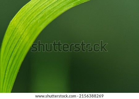 Macro photo of a green grass