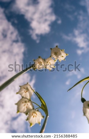 Vertical image of Summer Snowflake flowers against a blue sky