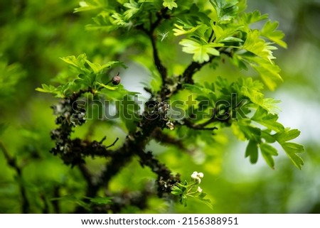 spring-summer plant shown on a blurred background, green and blurred background, macrophotography