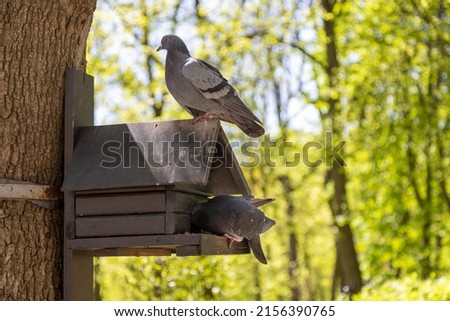 Grey pigeon sits on the wooden roof of a feeder that hangs on a tree in the park against a background of green foliage. Gray pigeon climbs into the feeder in search of food. Background picture. Bokeh.