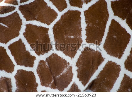 A photo of a giraffe texture