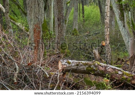 Trees and bushes prepared for the firewood, close-up. Concept forest landscape. Environment, ecological issues, ecology, nature, wood, deforestation, alternative energy, lumber industry, brushwood Royalty-Free Stock Photo #2156394099
