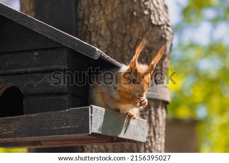 A cute brown squirrel sits on a wooden feeder that hangs on a tree in the park and eats nuts against a background of green foliage. Background picture. Bokeh.