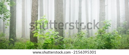 Ancient pine trees in a mysterious white morning fog at sunrise. Idyllic autumn landscape. Swampy evergreen northern forest. Ecology, eco tourism, environmental conservation in Europe