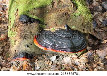 Red-belted conk (Fomitopsis pinicola) fungus in spring forest. May, Belarus Royalty-Free Stock Photo #2156396781