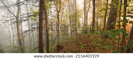 Atmospheric landscape of the majestic forest in a fog at sunrise. Golden light, sunbeams. Mighty trees, colorful leaves, moss, fern, plants. Sigulda, Latvia. Ecology, seasons, autumn, eco tourism