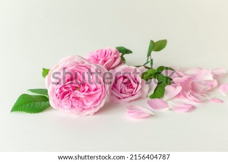 Pink Damask rose buds.Ingredients for natural cosmetics, oils and jams.Isolated on white background. Royalty-Free Stock Photo #2156404787