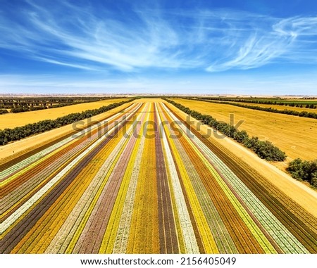 Large garden buttercups bloomed on the kibbutz field. Spring in Israel. Magnificent flower field. Southern Israel on the border with the Gaza Strip.  Spectacular photos taken by drone. Royalty-Free Stock Photo #2156405049