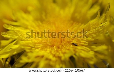 Flora of Gran Canaria -  Sonchus acaulis, sow thistle endemic to central Canary Islands natural macro floral background
