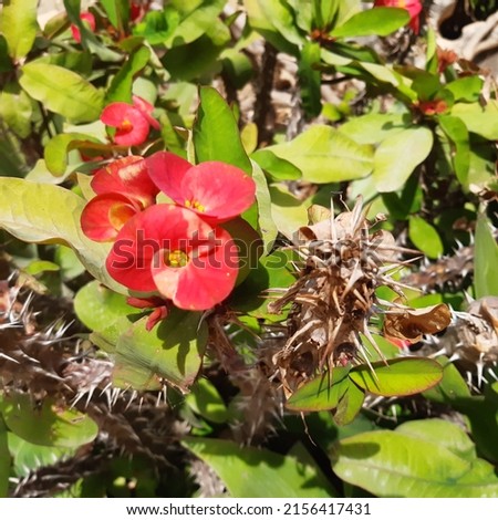 Succulent plant Crown of thorns ( latin Euphorbia milii ) known as Christ plant, or Christ thorn, is a species of flowering plant in the spurge family Euphorbiaceae, native to Madagascar. Royalty-Free Stock Photo #2156417431
