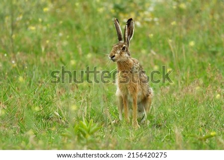 Brown Hare - Lepus europaeus, European hare, species of hare native to Europe and parts of Asia. It is among the largest hare species and is adapted to temperate, open country. Hares are herbivorous. Royalty-Free Stock Photo #2156420275