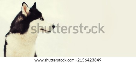 Close up of husky dog looking away outdoors in winter park, blank copy space for advertising text
