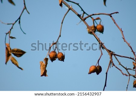 Close-up of dried rose hip fruits with blue sky on background Royalty-Free Stock Photo #2156432907