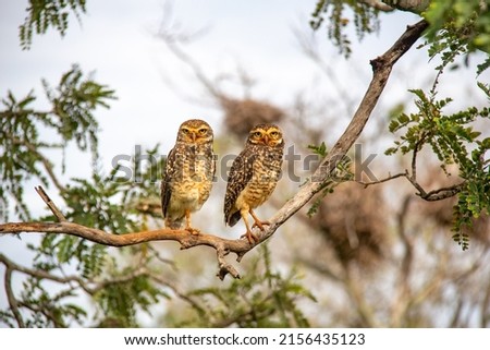A pair of burrowing owls perched on a tree branch in their natural habitat in the Brazilian cerrado biome