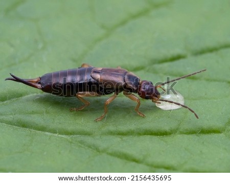 side view of a pretty female common or European earwig, Forficula auricularia, drinking a drop of honey