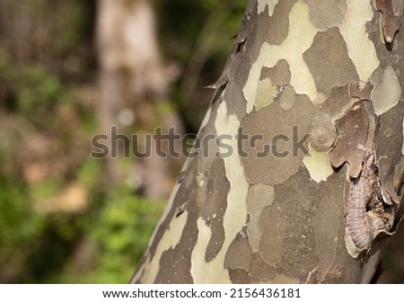 Sycamore tree trunk (Platanus occidentalis) with a unique military-colored bark in a jigsaw shape in a forest with blurred background. Wood sink texture detail in pastel colors. A close-up.