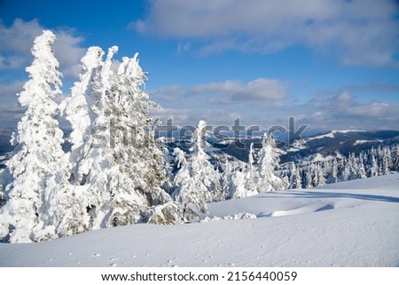 Carpathian mountains, Ukraine. Wonderful snow-covered firs against the backdrop of mountain peaks. Panoramic view of the picturesque snowy winter landscape. Gorgeous and quiet sunny day.