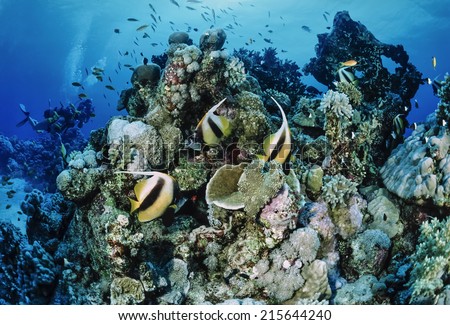 Egypt, Red Sea, Hurghada, U.W. photo, Masked Butterflyfish (Chaetodon semilarvatus) and divers - FILM SCAN